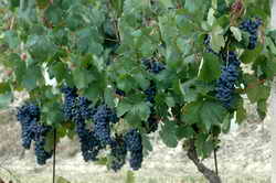 barbera